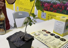 Tomato grafting tape from Japan.